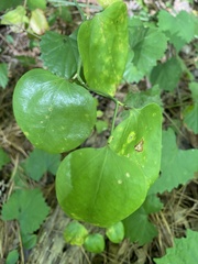 Smilax rotundifolia