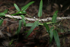 Leichhardtia coronata
