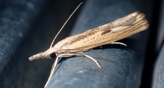 Agriphila inquinatella
