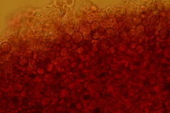 Atrobrunnea