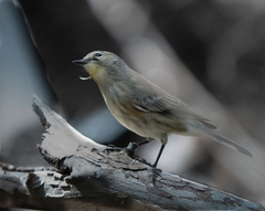 Setophaga coronata auduboni