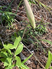 Asclepias viridiflora
