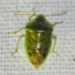 Banasa dimidiata