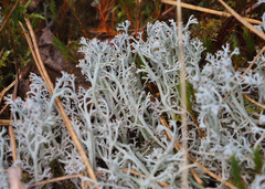 Cladonia rangiferina