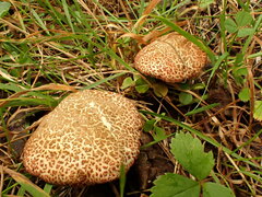 Suillus spraguei