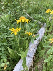 Arnica mollis