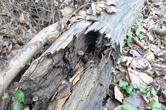 Arrhenia epichysium