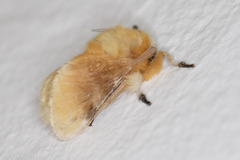 Megalopyge opercularis