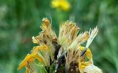 Arnica mollis