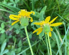 Arnica mollis