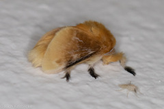 Megalopyge opercularis