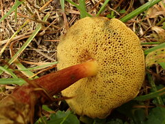 Suillus spraguei