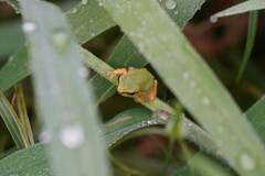Hyla japonica