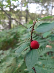 Cotoneaster scandinavicus