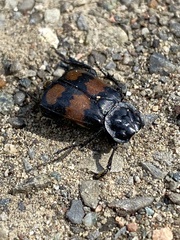 Nicrophorus defodiens