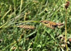 Carex luzulina