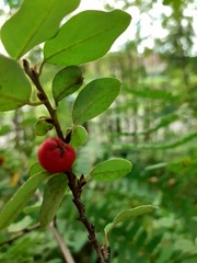 Cotoneaster scandinavicus