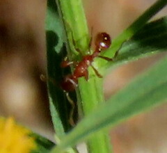 Myrmica rubra