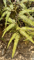 Gleichenella pectinata