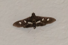 Desmia