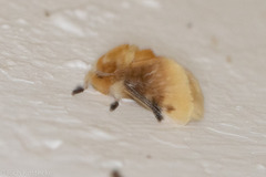 Megalopyge opercularis