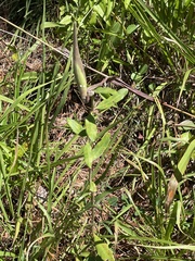 Asclepias viridiflora