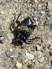 Nicrophorus defodiens