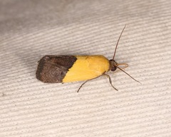 Ponometia semiflava
