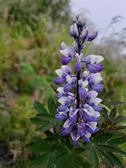 Lupinus