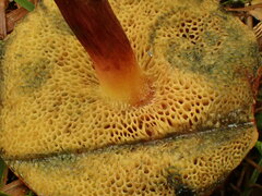 Suillus spraguei