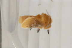 Megalopyge opercularis