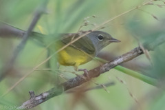 Geothlypis philadelphia