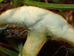 Suillus spraguei