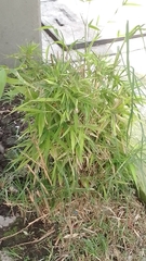 Bambusoideae