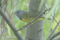 Geothlypis philadelphia