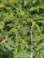 Chamaecrista nictitans
