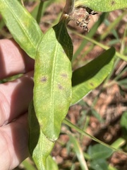 Asclepias viridiflora