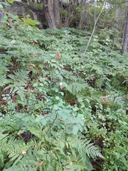 Cotoneaster scandinavicus