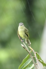 Zimmerius gracilipes