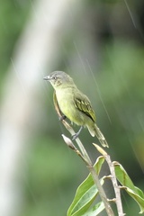 Zimmerius gracilipes