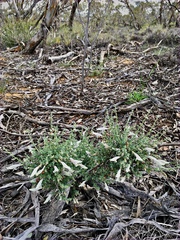 Prostanthera serpyllifolia microphylla