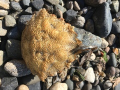 Telmessus cheiragonus