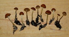 Agrocybe arvalis