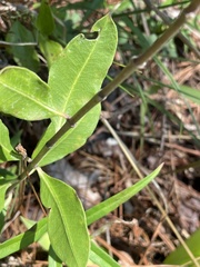 Asclepias viridiflora