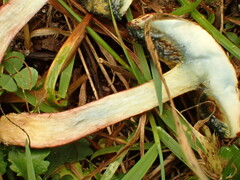 Suillus spraguei