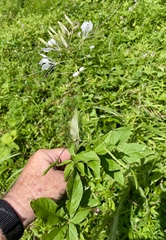Cleome spinosa