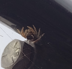 Phidippus arizonensis