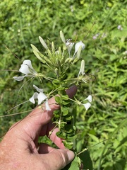 Cleome spinosa