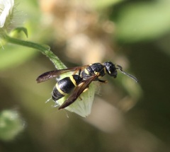 Parancistrocerus