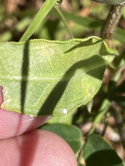 Asclepias viridiflora
